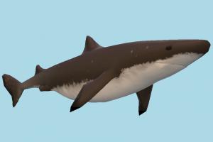Spurdog Shark Spurdog Shark-2